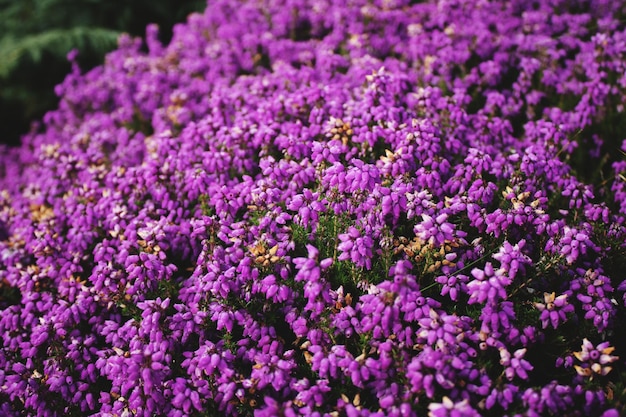 Close-up of purple flowering plant in field