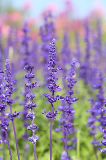 Close-up of purple flowering plant on field