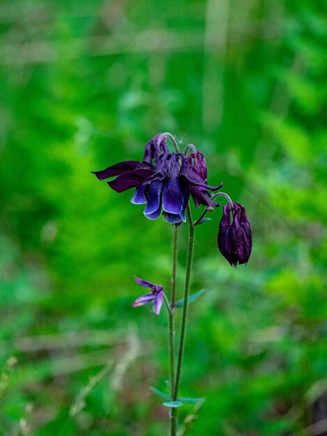 Foto prossimo piano di una pianta a fiori viola sul campo