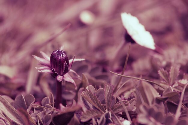 Close-up of purple flowering plant on field