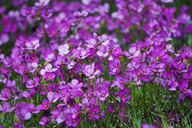 Close-up of purple flowering plant in field