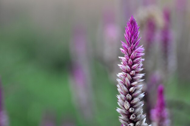 Close-up of purple flowering plant on field