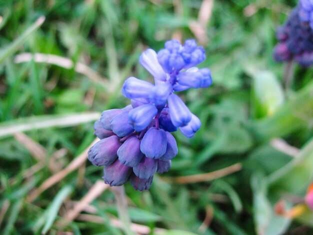 Close-up of purple flowering plant on field