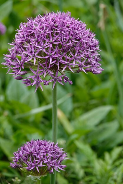 Близкий взгляд на фиолетовое цветущее растение в поле