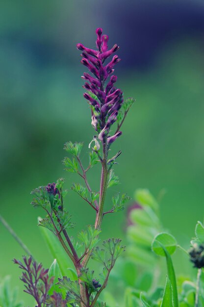 Close-up of purple flowering plant on field