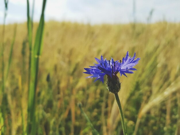 Close-up of purple flowering plant on land