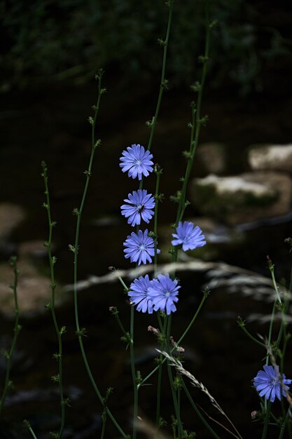 Foto close-up di una pianta a fiori viola a terra