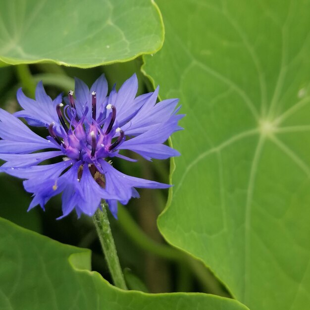 Close-up of purple flowering plant leaves