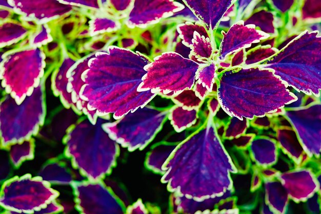 Close-up of purple flowering plant leaves