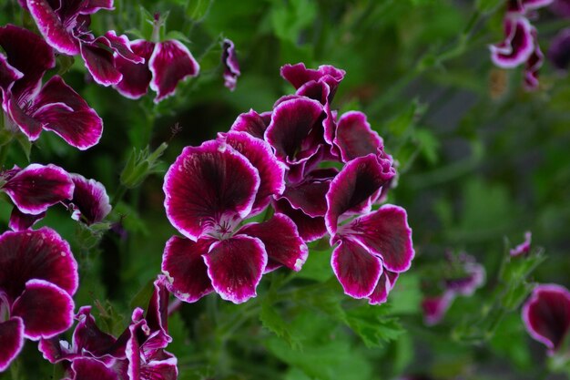 Foto prossimo piano delle foglie di piante a fiori viola