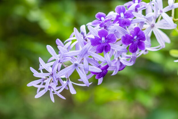 Close-up of purple flowering plant in park