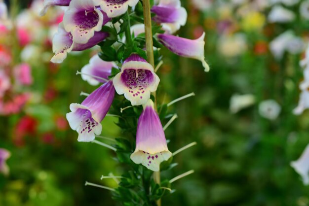 Close-up of purple flowering plant in park