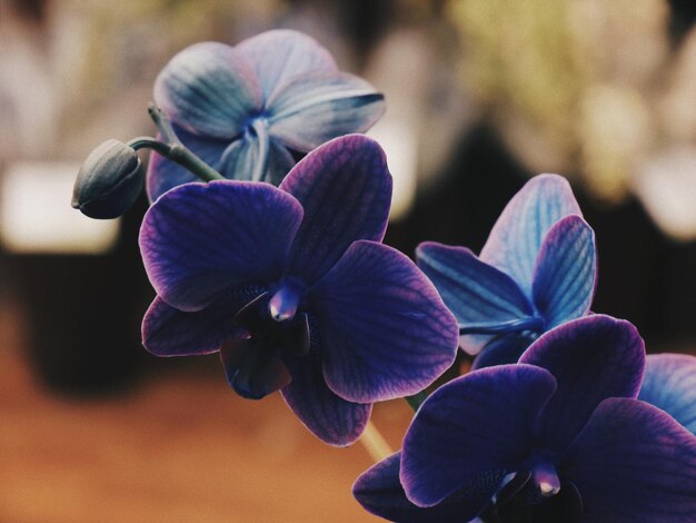 Photo close-up of purple flowering plant in park