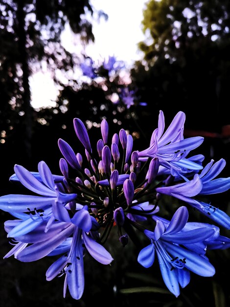 Photo close-up of purple flowering plant in park