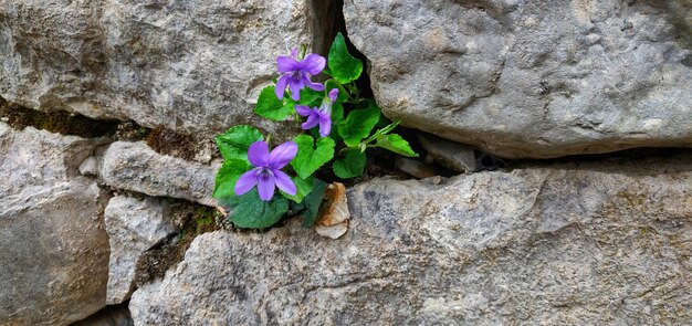 Close-up of purple flowering plant on rock