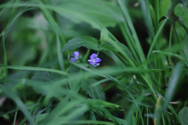 Close-up of purple flowering plant