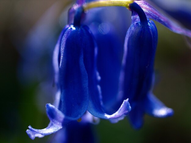 Foto prossimo piano di una pianta a fiori viola