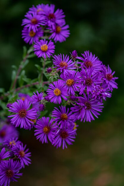 Close-up of purple flowering plant