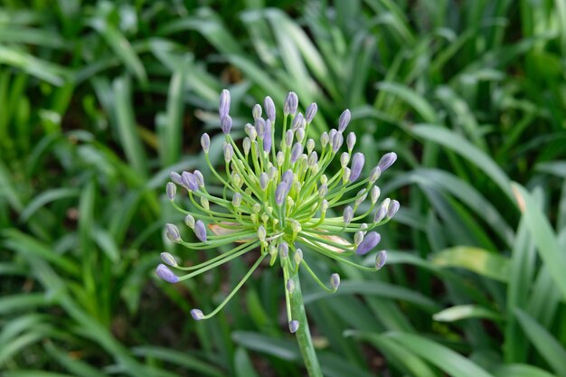 Photo close-up of purple flowering plant