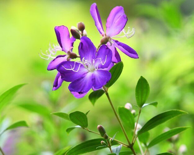 Close-up of purple flowering plant