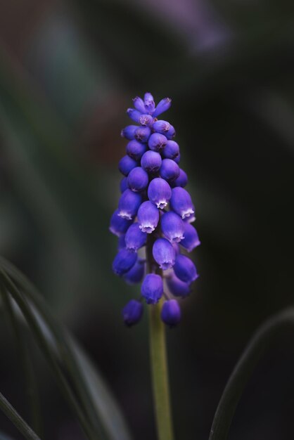 Photo close-up of purple flowering plant