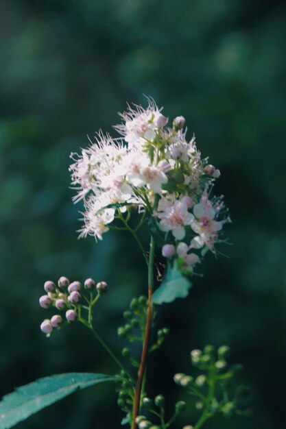 Close-up of purple flowering plant