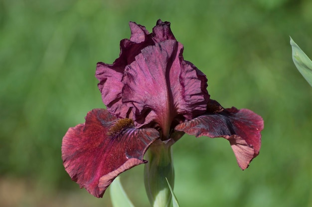 Close-up of purple flowering plant