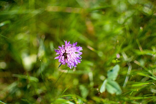 Close-up of purple flowering plant