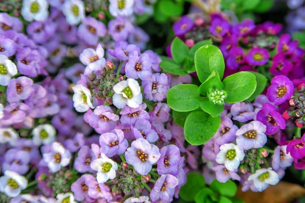 Foto prossimo piano di una pianta a fiori viola