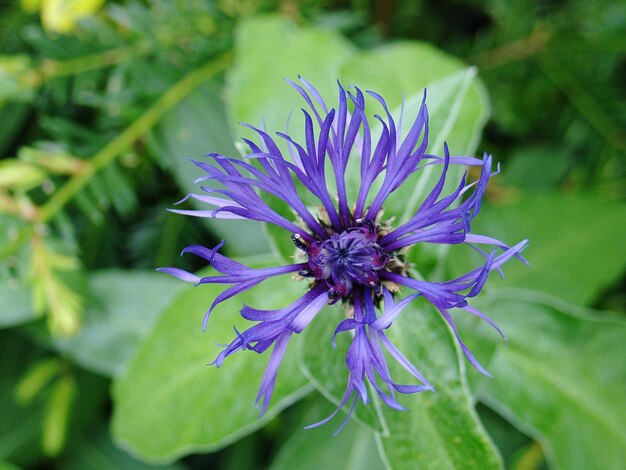 Close-up of purple flowering plant