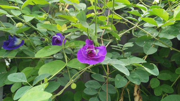 Close-up of purple flowering plant