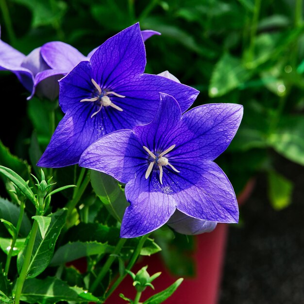 Photo close-up of purple flowering plant