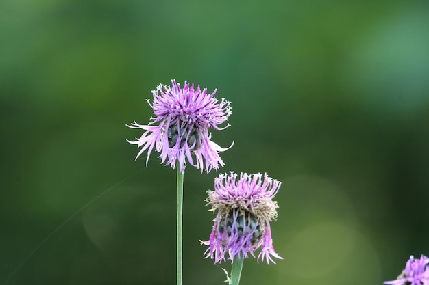 Foto prossimo piano di una pianta a fiori viola