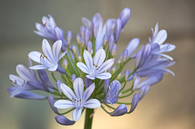 紫色の花の植物のクローズアップ