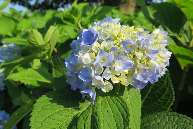 Foto prossimo piano di una pianta a fiori viola