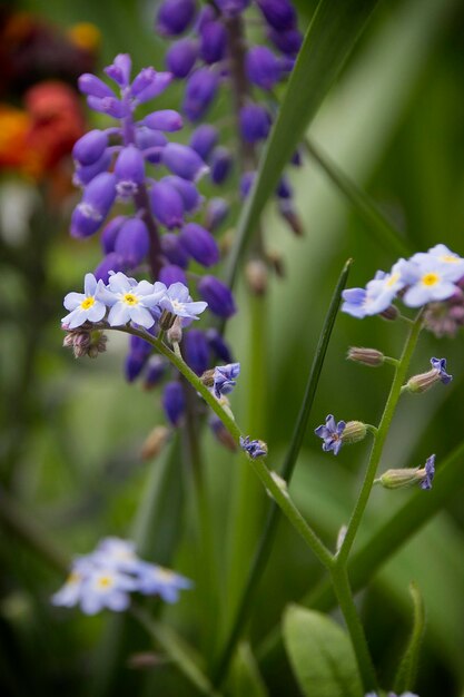 Close-up of purple flowering plant