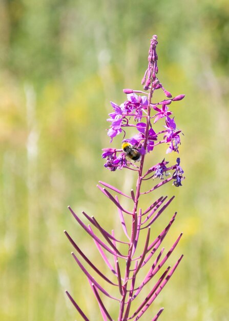 Foto prossimo piano di una pianta a fiore viola