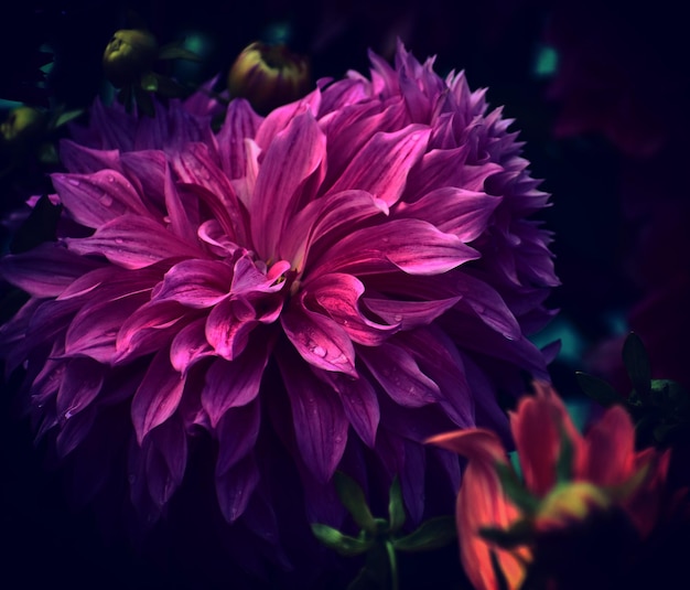 close-up of purple flowering plant