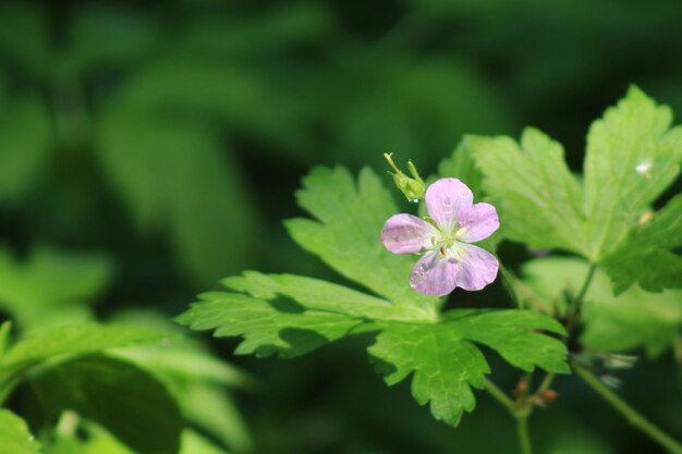 紫色の花の植物のクローズアップ