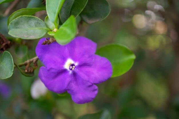 Close-up of purple flowering plant