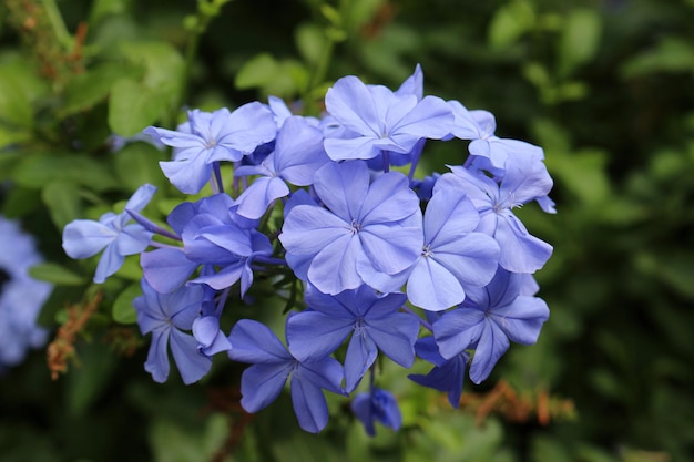 Photo close-up of purple flowering plant