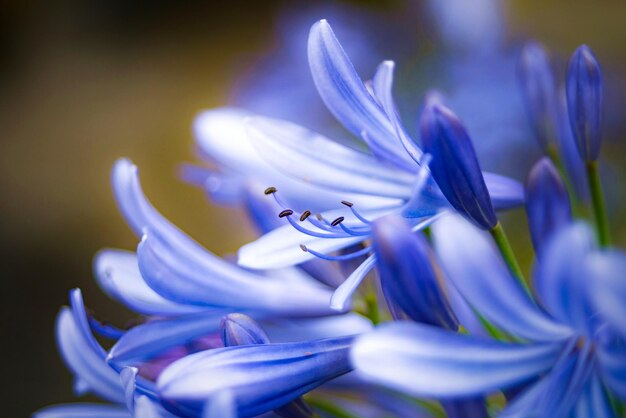 Foto prossimo piano di una pianta a fiori viola