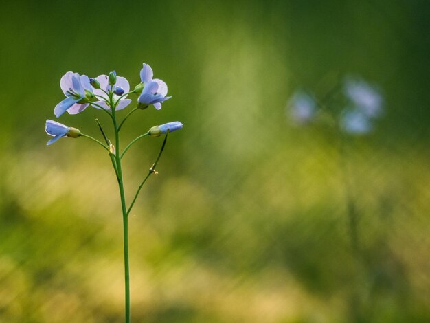 Close-up of purple flowering plant