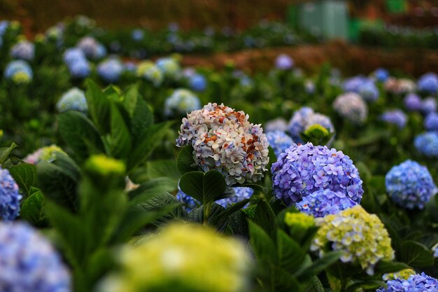 Close-up of purple flowering plant