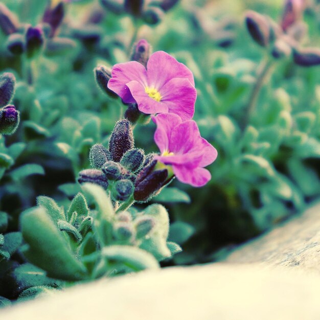 Close-up of purple flowering plant