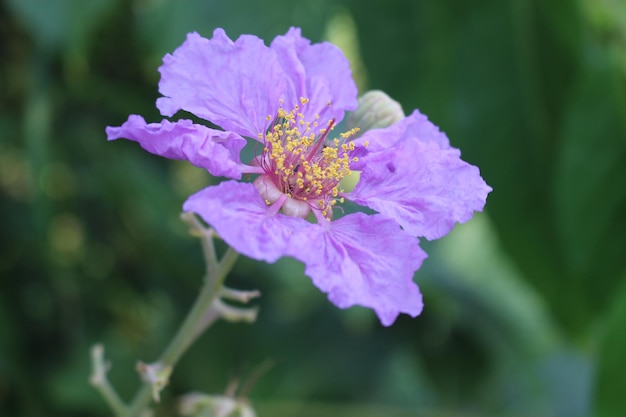 Close-up of purple flowering plant