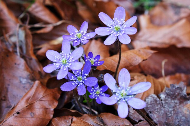 Foto prossimo piano di una pianta a fiori viola