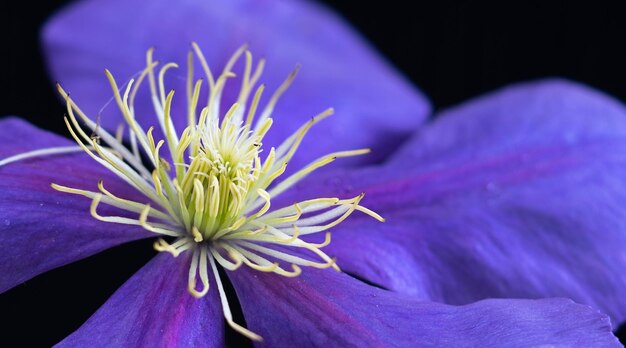 Close-up of purple flowering plant