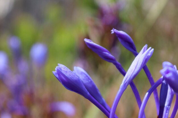 Photo close-up of purple flowering plant