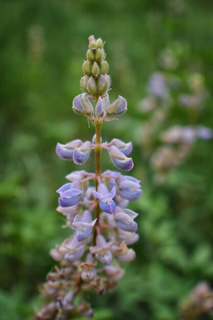 Photo close-up of purple flowering plant